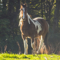 Buy canvas prints of Horse In Field by Clive Eariss