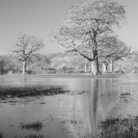Buy canvas prints of Field Of Flood by Clive Eariss