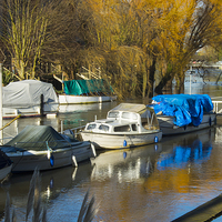 Buy canvas prints of Moored boats Weybridge Surrey by Clive Eariss