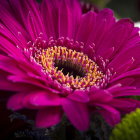 Buy canvas prints of Gerber Daisy by Clive Eariss