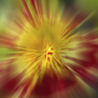 Buy canvas prints of Flora Burst Abstract by Clive Eariss