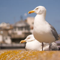 Buy canvas prints of Herring Gulls St Ives Cornwall by Clive Eariss