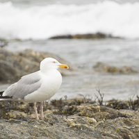 Buy canvas prints of Herring Gull Falmouth Cornwall by Clive Eariss