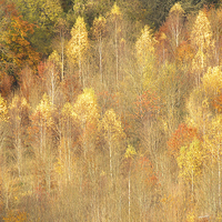 Buy canvas prints of  Golden Time Autumn by Clive Eariss