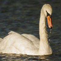 Buy canvas prints of  Swan In Late summer sun by Clive Eariss