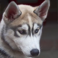 Buy canvas prints of  A Siberian Husky Dog London by Clive Eariss