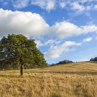 Buy canvas prints of  Box Hill View by Clive Eariss