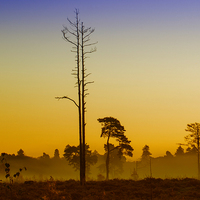Buy canvas prints of  First Light Wisley Common by Clive Eariss
