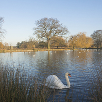 Buy canvas prints of  Bushy Park Winter by Clive Eariss