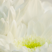 Buy canvas prints of Chrysanthemum  by Clive Eariss
