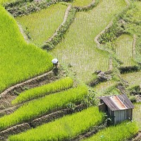 Buy canvas prints of  Banaue Rice Fields by Clive Eariss