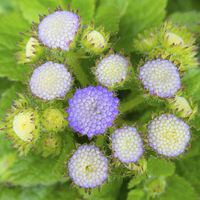 Buy canvas prints of  Ageratum Blue Flowers by Clive Eariss