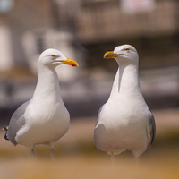 Buy canvas prints of Two herring Gulls  by Clive Eariss