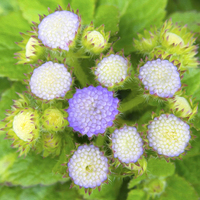 Buy canvas prints of Ageratum Blue Painted  by Clive Eariss