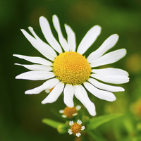 Buy canvas prints of Wild Daisy Flower  by Clive Eariss