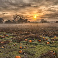 Buy canvas prints of  Pumpkins At Dusk by Clive Eariss