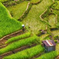 Buy canvas prints of  Rice Fields Banaue by Clive Eariss