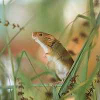 Buy canvas prints of Harvest Mouse by Clive Eariss