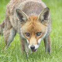 Buy canvas prints of Fox by Clive Eariss