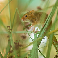 Buy canvas prints of Harvest Mouse 1 by Clive Eariss