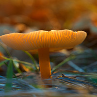 Buy canvas prints of Mushroom In Sunset by Clive Eariss