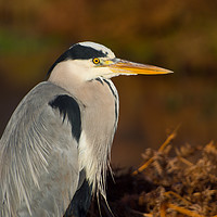 Buy canvas prints of Heron In Winter by Clive Eariss
