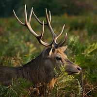 Buy canvas prints of Stag In Morning Sunshine by Clive Eariss