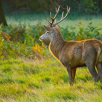 Buy canvas prints of Stag In Morning Sunshine 1 by Clive Eariss