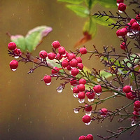 Buy canvas prints of Berries In rain by Clive Eariss