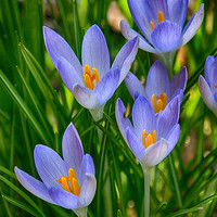 Buy canvas prints of Crocus In Spring by Clive Eariss
