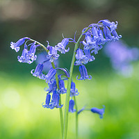 Buy canvas prints of Blue Bells by Clive Eariss