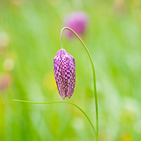 Buy canvas prints of Snakeshead Fritillary Flower by Clive Eariss