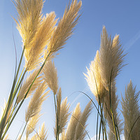 Buy canvas prints of Autumn Pampas Grass by Clive Eariss