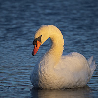 Buy canvas prints of Swan First Light by Clive Eariss