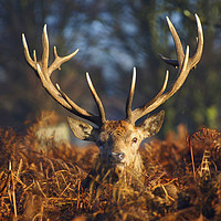 Buy canvas prints of Stag Looking At Me by Clive Eariss