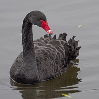 Buy canvas prints of Black Swan by Clive Eariss
