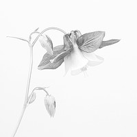 Buy canvas prints of Fuschia In Mono by Clive Eariss
