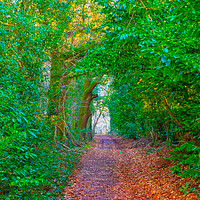 Buy canvas prints of Foot Path Walk by Clive Eariss