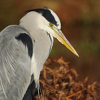 Buy canvas prints of Heron Pose by Clive Eariss