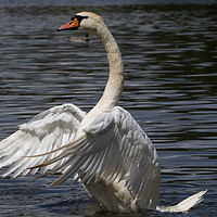 Buy canvas prints of Swan Flapping by Clive Eariss