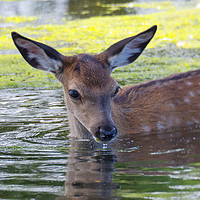 Buy canvas prints of Deer Summer Dip by Clive Eariss