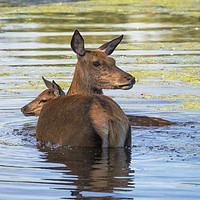 Buy canvas prints of Deer Summer Swim by Clive Eariss