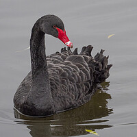 Buy canvas prints of A swan swimming in a body of water by Clive Eariss