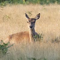 Buy canvas prints of A Deer Looking  by Clive Eariss