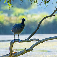 Buy canvas prints of Coot In Tree by Clive Eariss