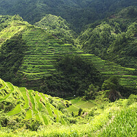 Buy canvas prints of Banaue Rice Terrice by Clive Eariss