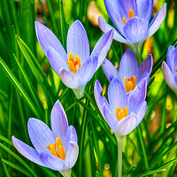 Buy canvas prints of Crocus Flowers by Clive Eariss