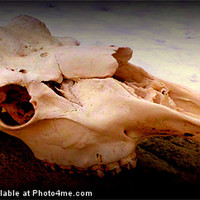 Buy canvas prints of Moose Skull by Peter Castine