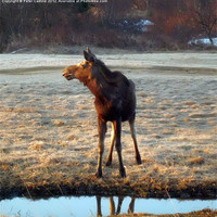 Buy canvas prints of young yearling cow moose by Peter Castine