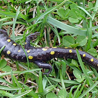 Buy canvas prints of Spotted Salamander by Peter Castine